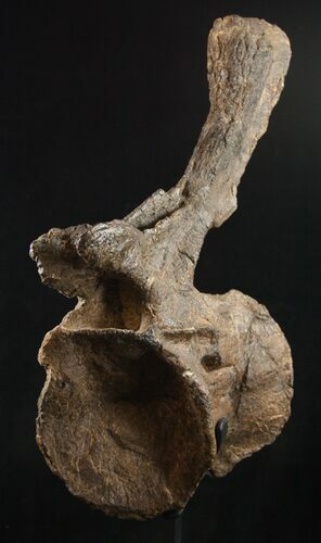 Tall Diplodocus Caudal Vertebra - Dana Quarry #10142